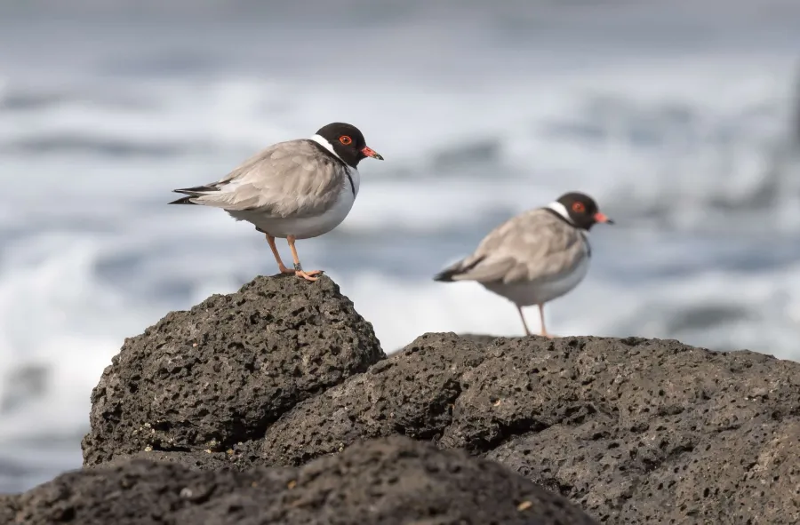 It's time to protect our beach nesting birds It's time to protect our beach nesting birds