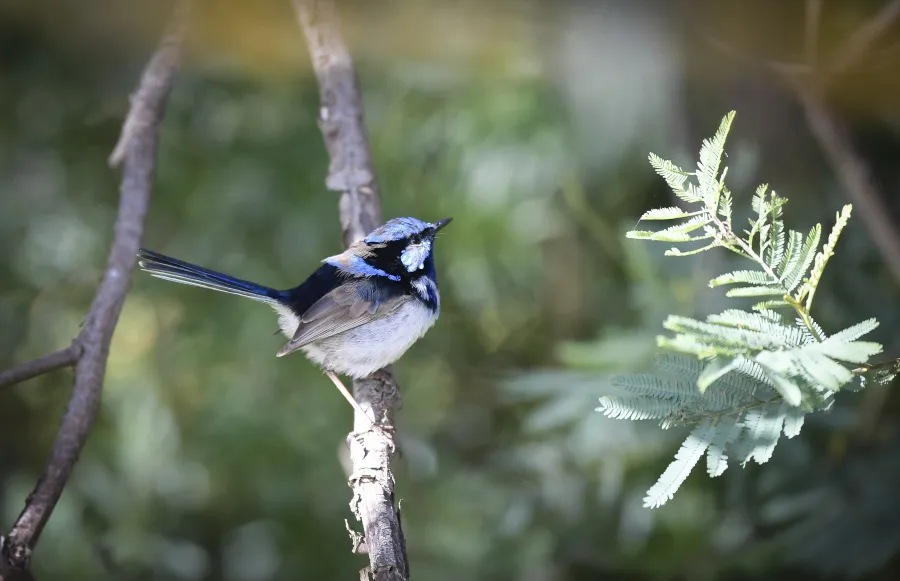 Enviroment-bird.jpg Superb Fairy-wren at Barwon River.