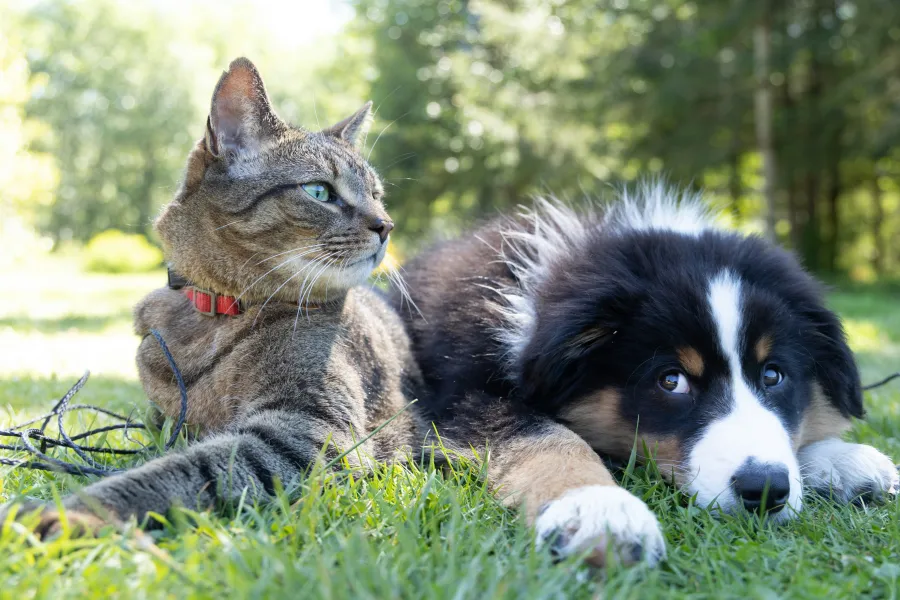 A cat and a dog together in a grassy area A cat and a dog together in a grassy area