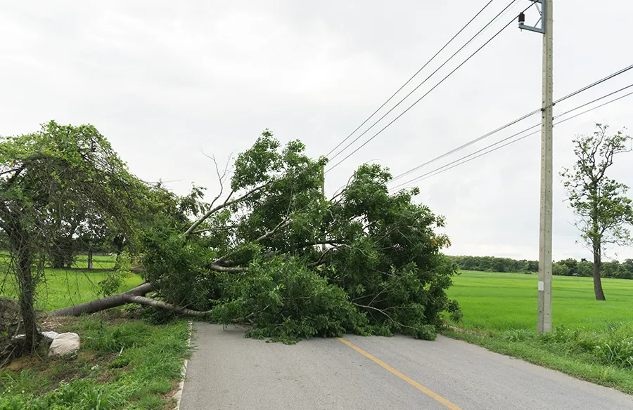 How to report a fallen branch or tree to the council Fallen branch