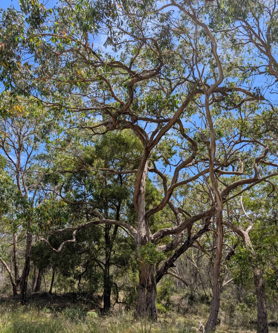 Environmental Sustainability Grants - eucalyptus tree image of large tree in the bush