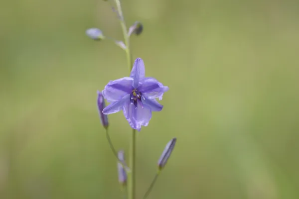 Chocolate Lily - Arthropodium strictum.jpg Purple wildflower found in Geelong