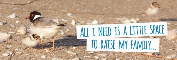 Hooded Plover HoodedPlover_withText