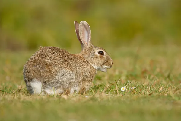 Rabbit Rabbit on grass