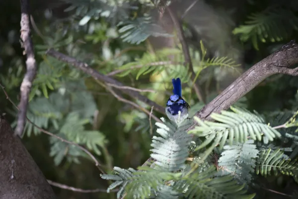 Superb Fairy Wren - Barwon River Reserve Superb Fairy Wren - Barwon River Reserve