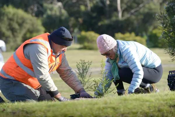 Tree planting at Barwon Heads. Two City officers planting trees in a reserve at Barwon Heads.