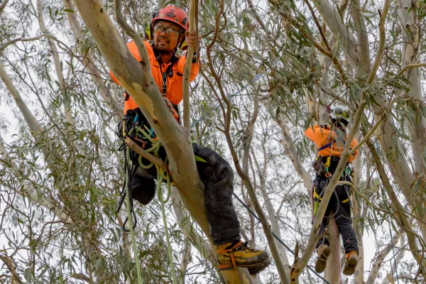 City arborists Shawn Ang and Jack Bond during tree climbing training at Eastern Park. Two City arborists in the canopy of a mature tree in Eastern Park undertaking tree climbing training.