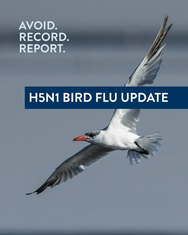 H5N1 bird flu update: Avoid contact with wild birds, record sightings and report suspected cases. White seabird with a red-orange beak flying across a blurred grey-blue background. The image contains the text “Avoid. Record. Report.” and a banner stating “H5N1 Bird Flu Update,” promoting awareness and reporting of bird flu incidents.
