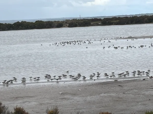 Red-necked stints in former salt pan Stints in wetland