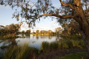 The beautiful Balyang Sanctuary in Newtown The beautiful Balyang Sanctuary in Newtown