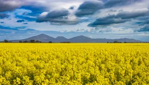 You-Yangs-Little-River-Photographer-Chris-Vine You-Yangs-Little-River-Photographer-Chris-Vine