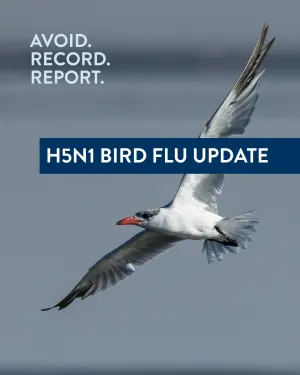 H5N1 bird flu update: Avoid contact with wild birds, record sightings and report suspected cases. White seabird with a red-orange beak flying across a blurred grey-blue background. The image contains the text “Avoid. Record. Report.” and a banner stating “H5N1 Bird Flu Update,” promoting awareness and reporting of bird flu incidents.